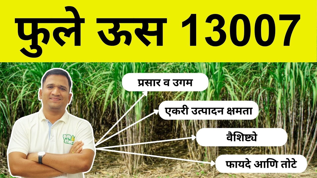 फुले 13007 ऊस - जाणून घ्या संपूर्ण माहिती | pdn 13007 | phule 13007 #krushidoctor #13007 #ऊस