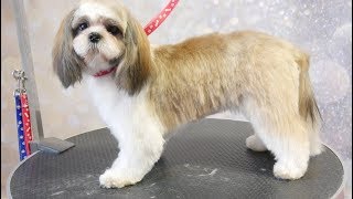 Grooming Guide  Full Grooming Shih Tzu Puppy #48