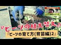 【自然農】『ビーツの植え替え　ビーツの育て方（育苗編）２』