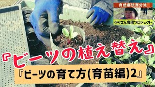 【自然農】『ビーツの植え替え　ビーツの育て方（育苗編）２』