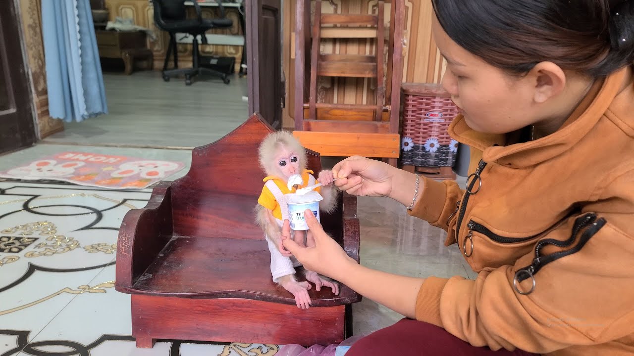 Tini the monkey eating yogurt is so cute!