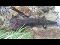 Giant japanese salamander part 1