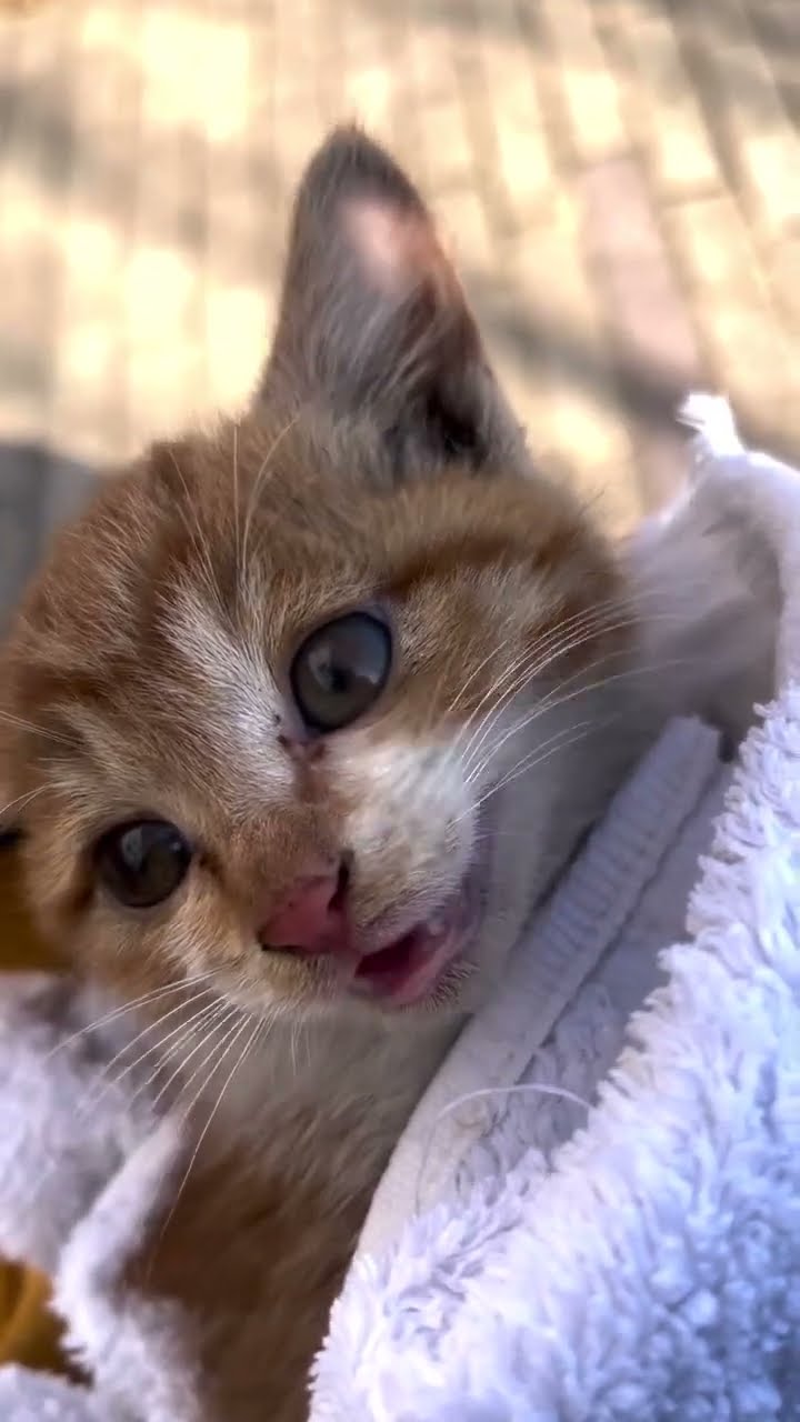 Comme tu bon petite chaton