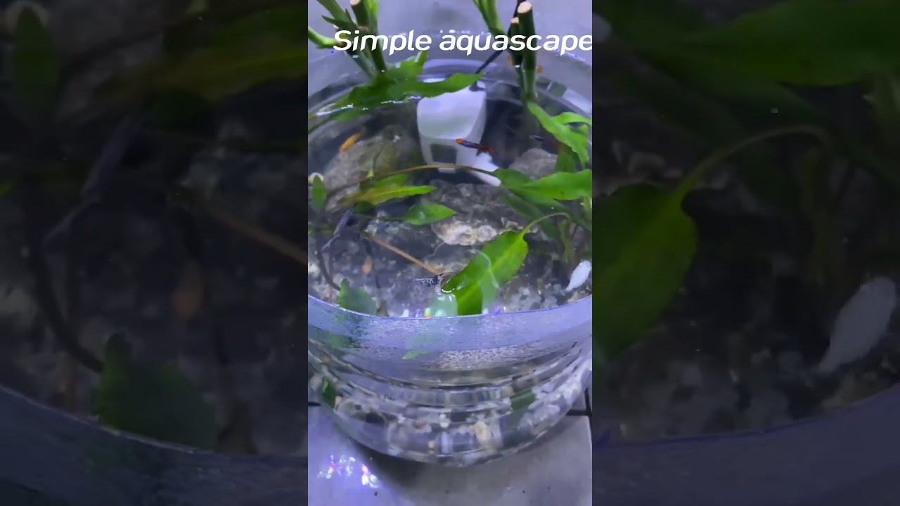 simple aquascape menggunakan galon bekas 😅
