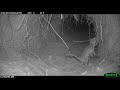 Marsupial caçando na toca de tata-canastra/ Marsupial eating inside giant armadillo burrow