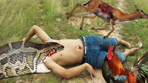 Easy Snake Trap Using Hammer Catch Big Water Snake in Hole