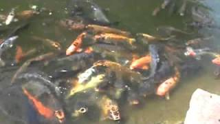 jumping koi 4.9.11 Content