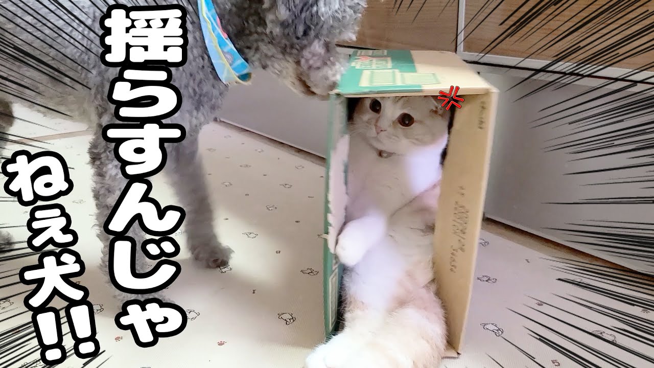 うっかりトイレで1時間以上寝てしまったら子猫と犬がこうなってました 笑 Youtube
