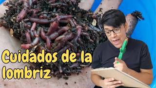 Porque Se Mueren Mis Lombrices Rojas Californianas