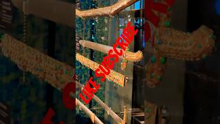 The Exquisite Art of Islamic Swordsmanship