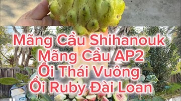 bán cây mãng cầu sihanouk cây ap2 cây ổi không hột thái vuông ruby đài loan ở san jose bắc cali