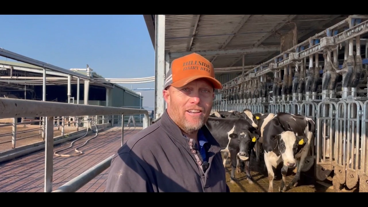 24 Hanskamp Walkthrough Feedstations with 16 Delaval Robots - Hillside Dairies - Alister Clyne