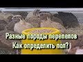 Разные породы перепелов. Самец или самка? Как определить пол.