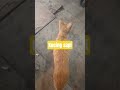 Kucing apa sapi