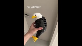 Who doesn't have an eagle light? #EagleLight #TrySomethingNew #AmbientLight