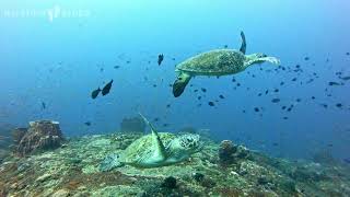 Scuba diving in Andaman, India - Dixon's Pinnacle