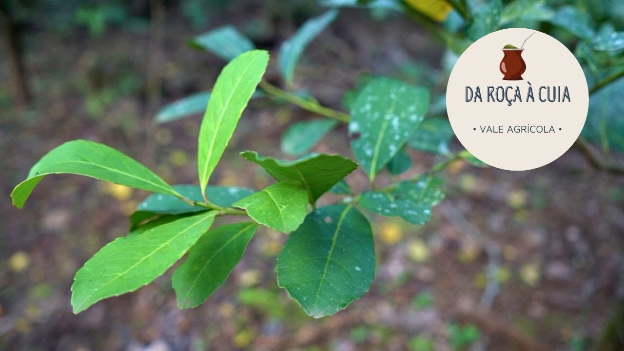 Da roça à cuia | Conheça o caminho da erva-mate até o chimarrão 🧉