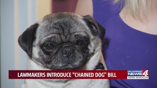 Pet Protection Act: New Oklahoma bill could make it illegal to leave dogs in inhumane conditions
