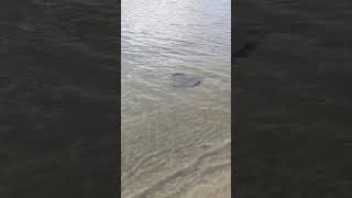 Celebrity Ray in Tokyo, 10th October 2024 Profile