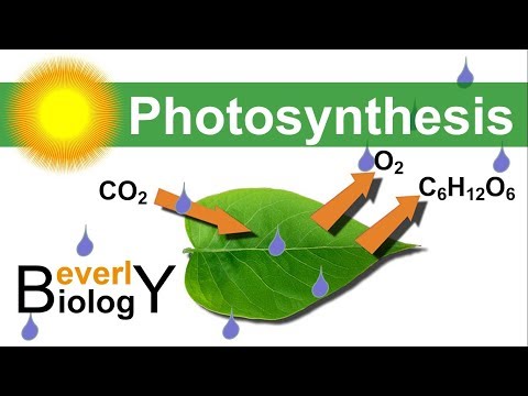 Video: Vilka processer är involverade i fotosyntesen?