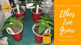 Ethos Irie Grow Episode #2