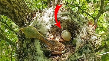 One egg of the Long-tailed Shrike bird did not hatch 