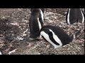 Tfln gentoo feeding chick