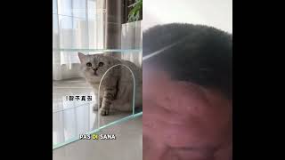 Oreo dibkin akuarium SMA babuny #cat #kucinglucu #pets #kucing