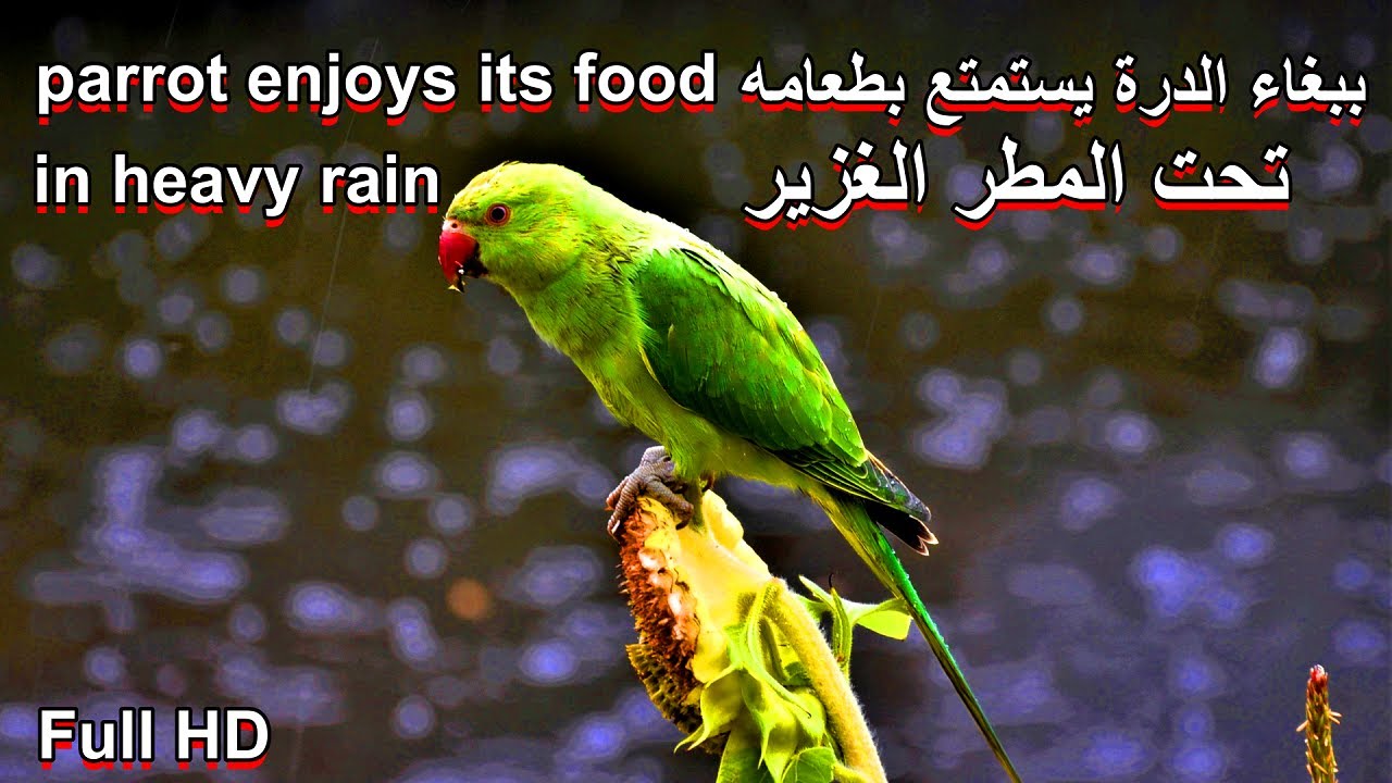 Indian ringneck parrot in rain ,  صوت ببغاء الدرة في الطبيعة تحت المطر