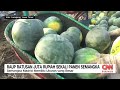 Cuan Menawan Dari Kelinci Hias & Semangka