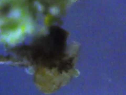 Water Bear (tardigrade) Water Bear (tardigrade)