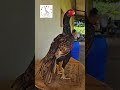 Parrot beak fan tail Aseel female 🐓 #aseelfarm