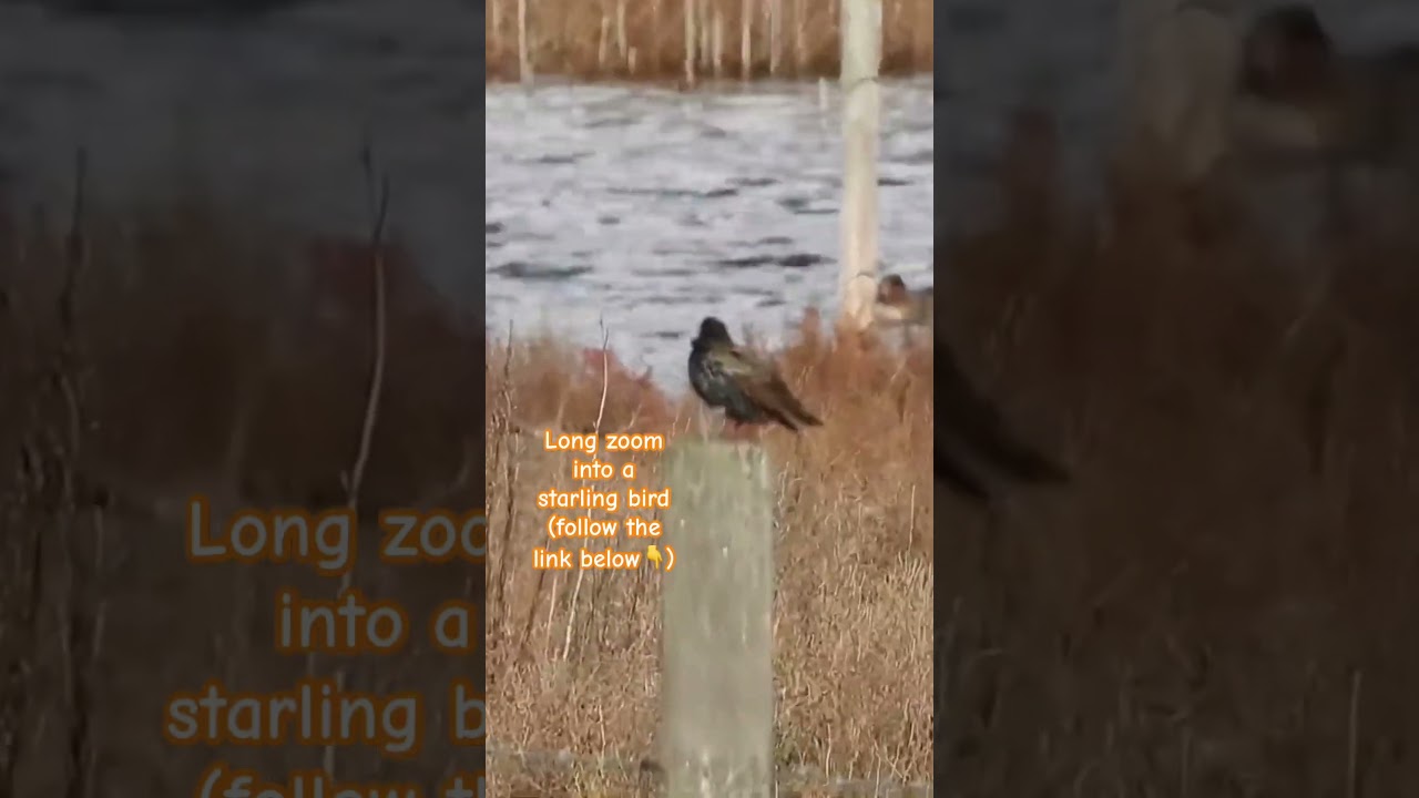 Superzoom into a starling bird with Nikon Coolpix P1100