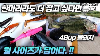 마릿수 버징웜 쉐드웜 세팅 !!  큰 웜 사이즈 줄이는 꿀팁 !! 46cm 물돼지 !! 버징웜 튜닝법 !! 새드웜