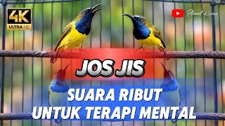 Suara sogon ribur yang banyak di cari untuk terapi mental dan proses naikin emosi terampuh