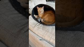 My little laundry goblins 👹 #laundry #cats #gingercat