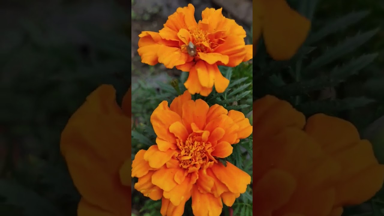 Marigold Flowering Plants ||গাঁদা ফুল ||  