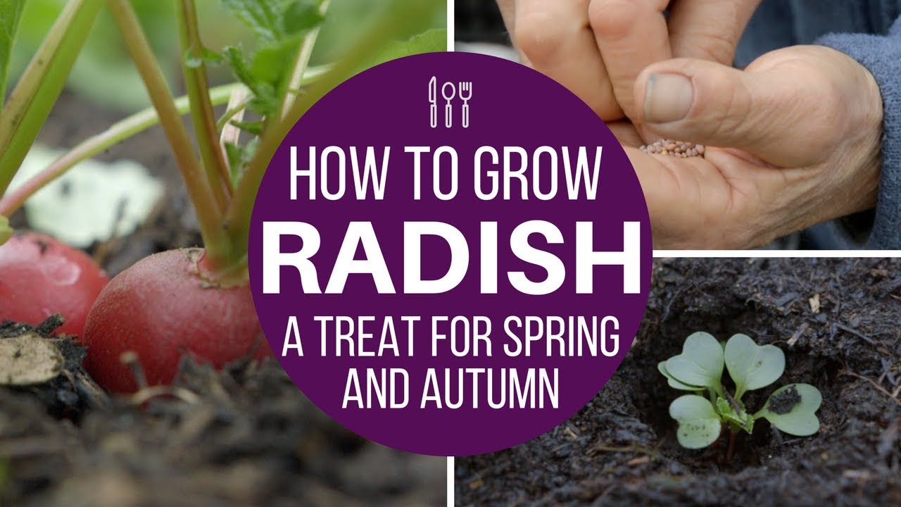 How to grow radish multisow or direct for fast harvests spring and