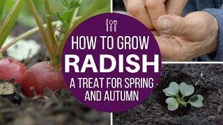How to grow radish multisow or direct for fast harvests spring and autumn