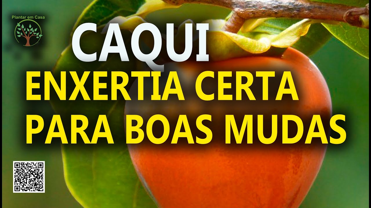 Caqui, Enxertia Correta para Boas Mudas