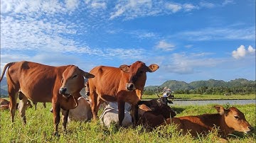 Hewan Sapi Pulang Kekandang, Sapi Lucu Di Ladang, Suara Hewan Sapi Moo