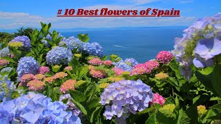 Information Breathtaking Blooms: Exploring the Enchanting Flowers of Spain's Vibrant Landscapes Guide