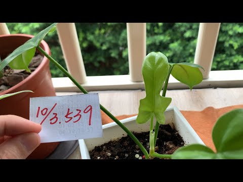 【園藝539】10月3日(二)龍爪蔓綠絨小嫩葉完全打開了！