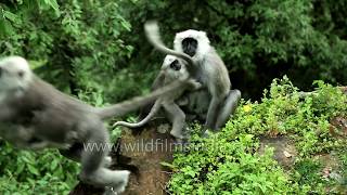 Himalayan Langurs Romp Between Trees And Rocks