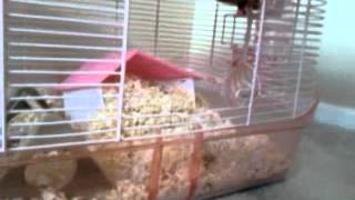 Ozals Hamster Part 2