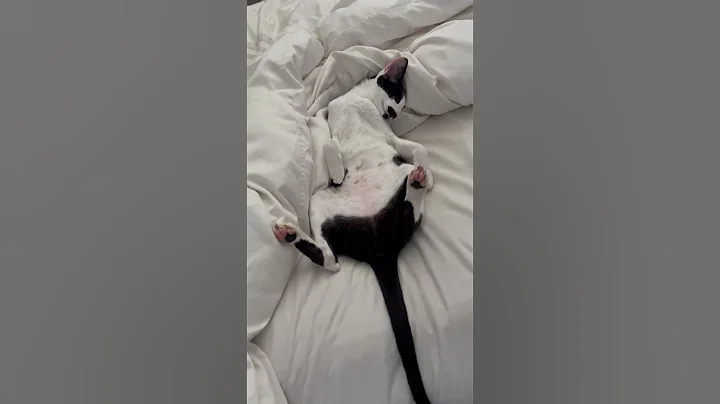 Watch the video about Oriental Shorthair cats know how to relax #peterbald #cat #sphynx