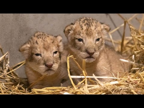 Twee leeuwenwelpen geboren in DierenPark Amersfoort