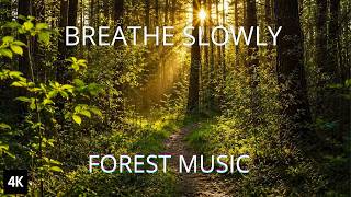 The Forest Is Awake Morning Birdsong and Soft Woodland Light in 4K screenshot 3