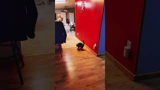 Slow Motion Cat Shenanigans - Get Ready to Laugh! Resimi
