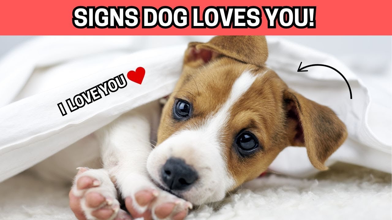 10 Scientific SIGNS Your DOG LOVES You - (imprinted on you) - YouTube